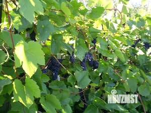 Дача 24м², 2-этажный, участок 8 сот.