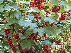 Коттедж 458м², 3-этажный, участок 10 сот.