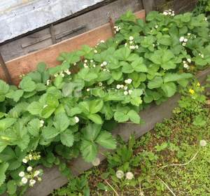 Дом 46м², 1-этажный, участок 3 сот.