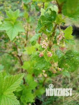 Дом 18м², 1-этажный, участок 9 сот.