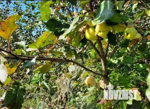 Дом 30м², 1-этажный, участок 12 сот.  