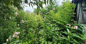 Дом 70м&sup2;, 1-этажный, участок 5 сот.  