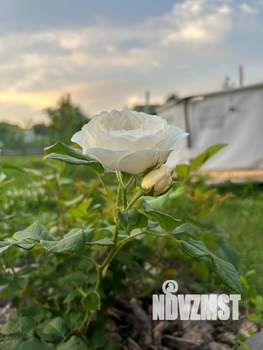 Дом 25м², 1-этажный, участок 6 сот.  