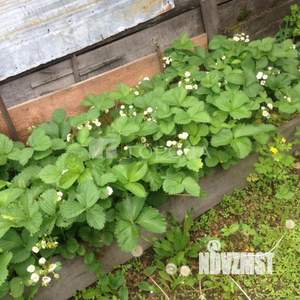 Дом 46м², 1-этажный, участок 3 сот.  